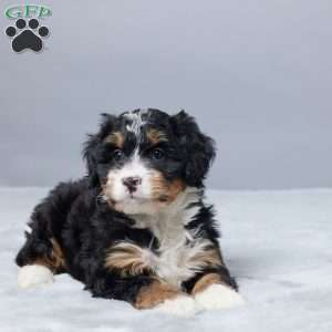 Sandra, Mini Bernedoodle Puppy